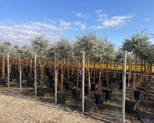 Eucalyptus gunnii auf Stamm - 160 cm