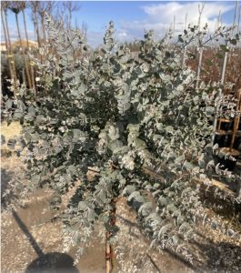 Eucalyptus gunnii auf Stamm - 160 cm