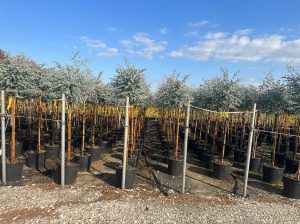 Eucalyptus gunnii auf Stamm - 160 cm