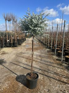 Eucalyptus gunnii auf Stamm - 160 cm