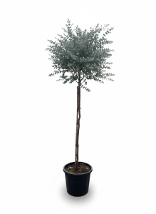 Eucalyptus gunnii auf Stamm - 160 cm