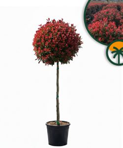Glanzmispel auf Stamm - Photinia fraseri Chico - 150 cm