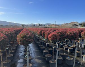 Glanzmispel auf Stamm - Photinia fraseri Chico - 150 cm