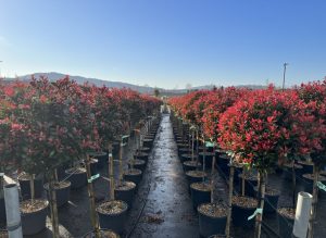 Glanzmispel auf Stamm - Photinia fraseri Chico - 150 cm