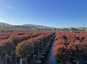 Glanzmispel auf Stamm - Photinia fraseri Chico - 150 cm