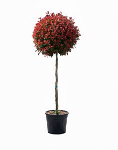 Glanzmispel auf Stamm - Photinia fraseri Chico - 150 cm
