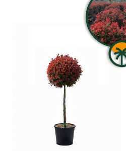 Glanzmispel auf Stamm - Photinia fraseri - 120 cm