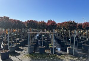 Glanzmispel auf Stamm - Photinia fraseri - 120 cm