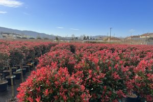 Glanzmispel auf Stamm - Photinia fraseri - 120 cm