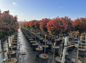 Glanzmispel auf Stamm - Photinia fraseri - 120 cm