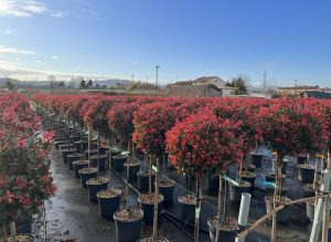 Glanzmispel auf Stamm - Photinia fraseri - 120 cm