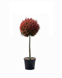 Glanzmispel auf Stamm - Photinia fraseri - 120 cm