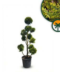 Leylandii - Pom Pon - 150 cm - 20L