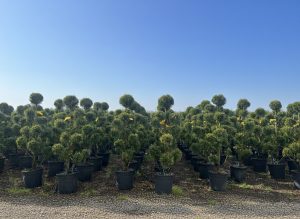 Leylandii - Pom Pon - 150 cm - 20L