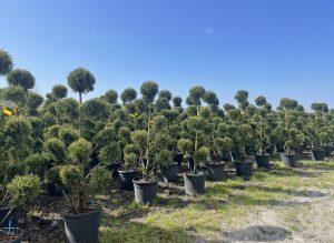 Leylandii - Pom Pon - 150 cm - 20L
