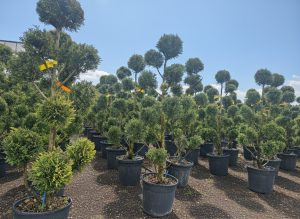 Leylandii - Pom Pon - 150 cm - 20L