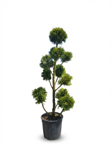 Leylandii - Pom Pon - 150 cm - 20L