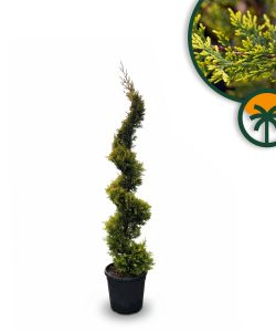 Leylandii - Spirale - 150 cm