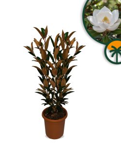 Immergrüne Magnolie - Magnolia grandiflora 'Gallisoniensis' - 100 cm