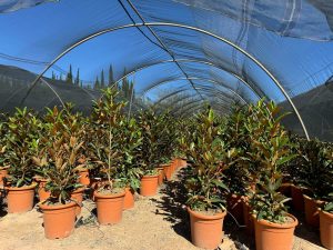 Immergrüne Magnolie - Magnolia grandiflora 'Gallisoniensis' - 100 cm
