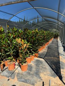 Immergrüne Magnolie - Magnolia grandiflora 'Gallisoniensis' - 100 cm