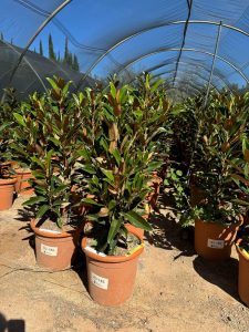 Immergrüne Magnolie - Magnolia grandiflora 'Gallisoniensis' - 100 cm