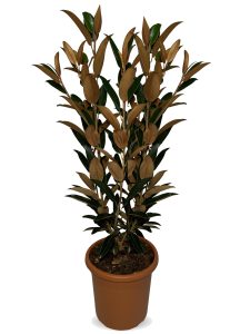 Immergrüne Magnolie - Magnolia grandiflora 'Gallisoniensis' - 100 cm
