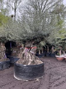 Olivenbaum Bonsai - Olea europaea - 350 Jahre - Stammumfang 270 cm