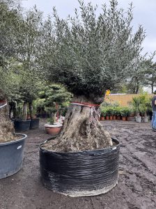 Olivenbaum Bonsai - Olea europaea - 350 Jahre - Stammumfang 270 cm