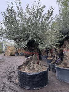 Olivenbaum Bonsai - Olea europaea - 350 Jahre - Stammumfang 270 cm