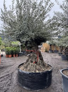 Olivenbaum Bonsai - Olea europaea - 350 Jahre - Stammumfang 270 cm