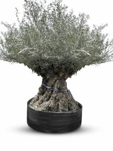 Olivenbaum Bonsai - Olea europaea - 350 Jahre - Stammumfang 270 cm