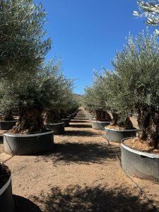 Olivenbaum Bonsai - Olea europaea - 350 Jahre - Stammumfang 270 cm