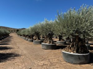 Olivenbaum Bonsai - Olea europaea - 350 Jahre - Stammumfang 270 cm