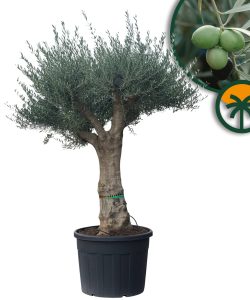 Olivenbaum - Verzweigte Olea europaea - 60 Jahre alt - 220 cm