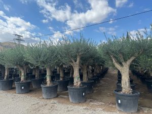 Olivenbaum - Verzweigte Olea europaea - 60 Jahre alt - 220 cm