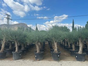Olivenbaum - Verzweigte Olea europaea - 60 Jahre alt - 220 cm
