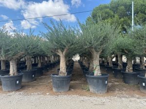 Olivenbaum - Verzweigte Olea europaea - 60 Jahre alt - 220 cm