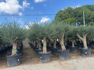 Olivenbaum - Verzweigte Olea europaea - 60 Jahre alt - 220 cm