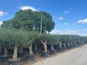 Olivenbaum - Verzweigte Olea europaea - 60 Jahre alt - 220 cm