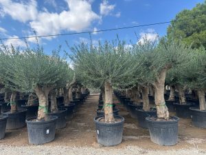Olivenbaum - Verzweigte Olea europaea - 60 Jahre alt - 220 cm
