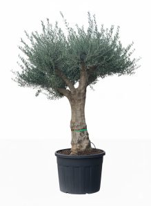 Olivenbaum - Verzweigte Olea europaea - 60 Jahre alt - 220 cm
