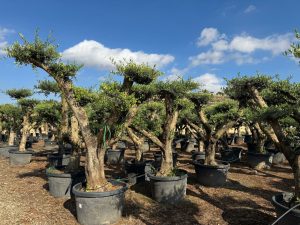 Olivenbaum Pom-Pon XL - Olea europaea - 230 cm