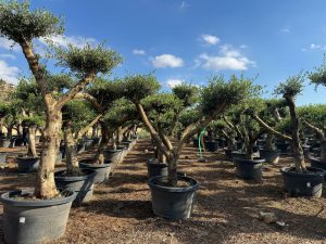 Olivenbaum Pom-Pon XL - Olea europaea - 230 cm