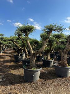 Olivenbaum Pom-Pon XL - Olea europaea - 230 cm