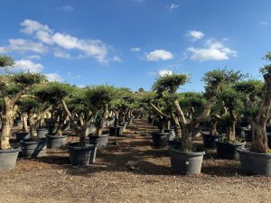 Olivenbaum Pom-Pon XL - Olea europaea - 230 cm