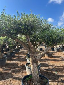 Olivenbaum Pom-Pon XL - Olea europaea - 230 cm