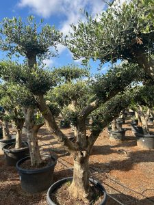 Olivenbaum Pom-Pon XL - Olea europaea - 230 cm