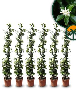 Toskanischer Sternjasmin - Trachelospermum jasminoides - 120-140 cm - Set 6 Stück