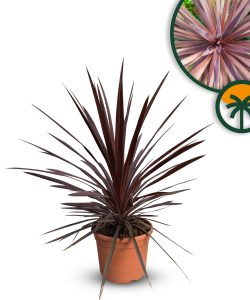 Palme - Cordyline australis 'Red Star' - 120 cm